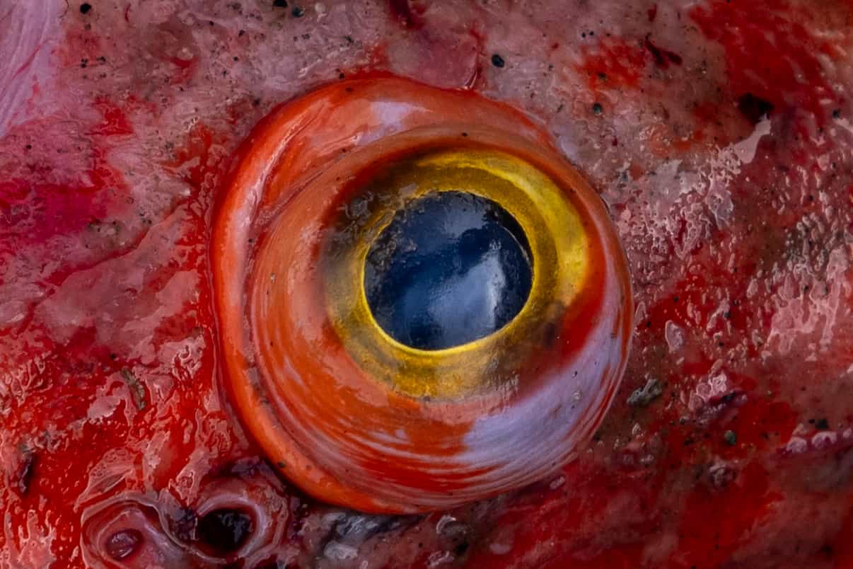 Life through dead fish eye